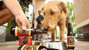 狗狗也能喝的啤酒 