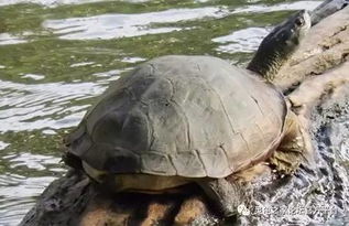 印度黑山龟的6大亚种 