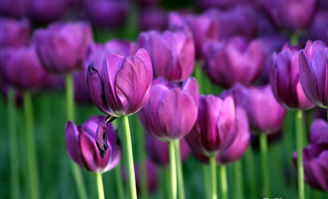 蓝紫色的郁金香花语,各种颜色的郁金香的花语都是什么