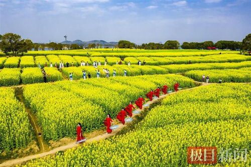 吹笛景区太渔桥看油菜花攻略(东湖吹笛景区6号停车场收费标准)