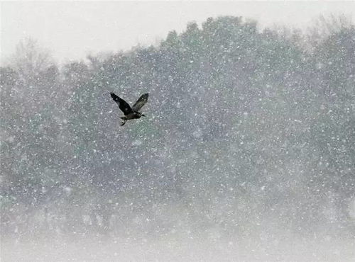 独钓寒江雪