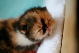 萌翻天 世界上最可爱的小猫 