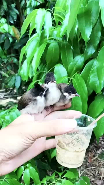 捡到了三只小鸟,被迫当起了鸟妈妈,太难了 