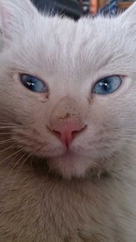 蓝眼睛的白猫有没有不聋的 