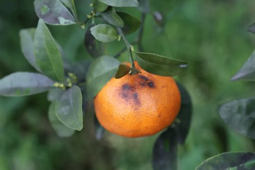 柑橘煤烟病的症状和防治办法,沙糖桔的煤烟病用什么药冶