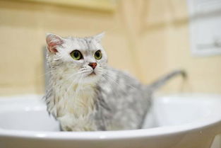 二个月大的猫能洗澡吗,两个月小猫可以洗澡吗 