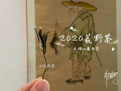 2020荒野茶,揭秘分不出等级的荒野白茶,因何诞生