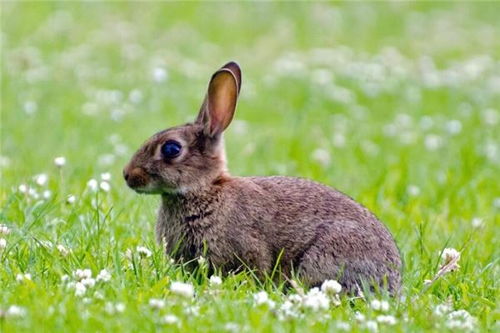 生肖兔运程 生肖兔配对 生肖兔性格 属兔运势 