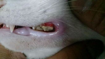 10个猫咪口腔疾病的征兆 
