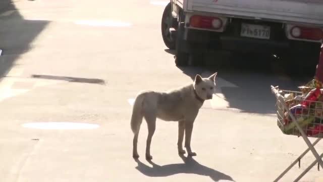 土狗是 最好 的狗,他们看家 通人性,警惕还有生活技能 