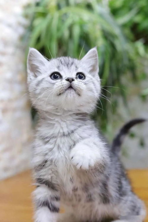 杭州奶猫领养福利 买猫咪免费送一年猫粮 支持花呗分期,信用卡刷卡,微信支付