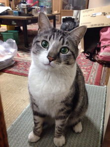 日本7岁猫咪任 店长 人气旺 外号小白成众人偶像