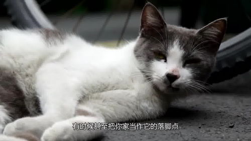 猫为什么总喜欢离家出走 看明白,你家猫就不会走丢了 