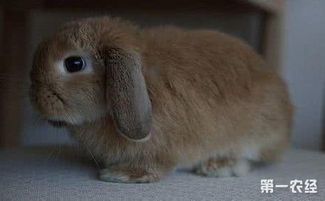 垂耳兔能长多大,长毛垂耳兔能长多大