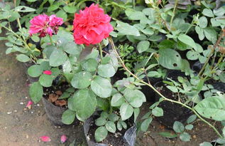 蔷薇花苗,选择玫瑰的品种。