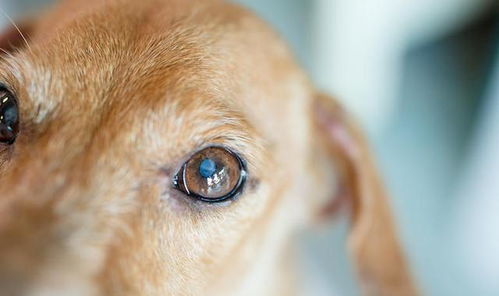 眼睛是卖萌的源头,教你五个保养狗狗眼睛的方法,让狗狗保持明亮