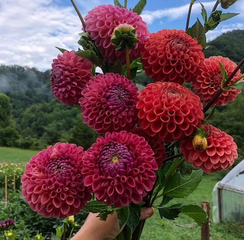 小丽花花期长吗,小丽花的花期长短