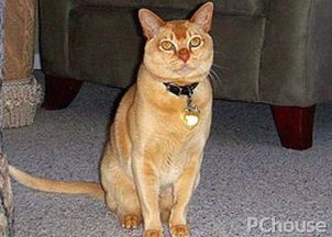 欧洲缅甸猫多少钱一只 欧洲缅甸猫怎么养 欧洲缅甸猫生活习性 ... 