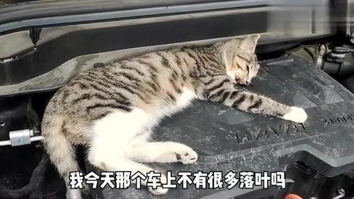 一只猫死在了我的车里,好可怜,我是这样处理的 