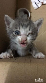 刚出生的小猫眼睛睁不开,怎么办 