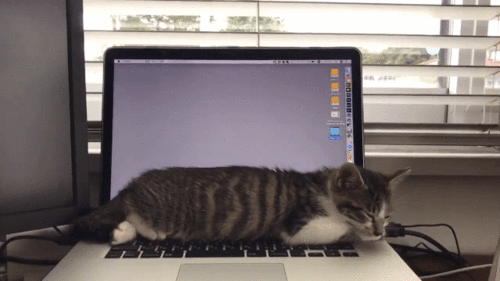 猫咪 电脑键盘 呼吸健康检测机