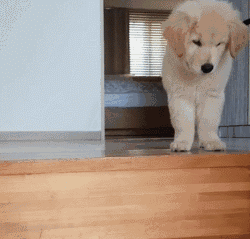 为什么狗狗不会走楼梯 爆笑精集 