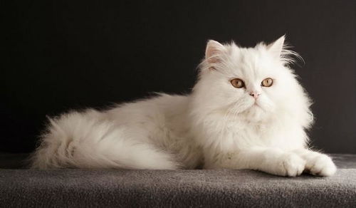 世界上最昂贵的29种猫 二
