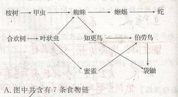 高中生物 数食物链问题 