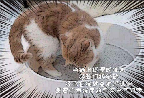 猫上完厕所狂奔逃离猫砂盆,真的是因为嫌弃自己的便便太臭吗