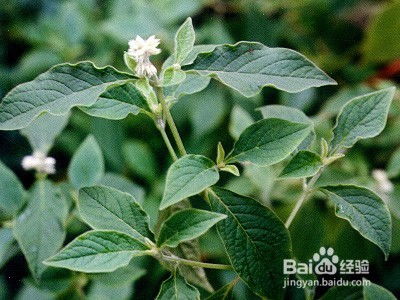 怀牛膝(土牛膝与怀牛膝、川牛膝有什么区别)