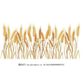 麦穗素材矢量图 