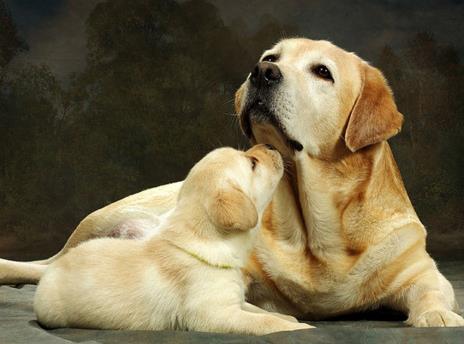 拉布拉多犬的五大优点,看完你是否也考虑养一只呢