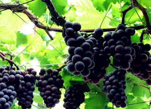 巨峰葡萄种植技术,巨峰的栽培特征