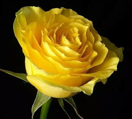 黄玫瑰花语唯美的句子,黄玫瑰的话语！！！