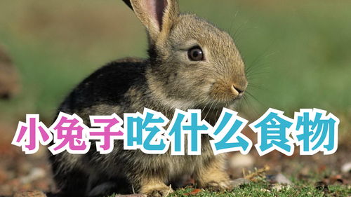 小兔子没成年之前要吃什么(成年兔子没有兔粮了怎么办)