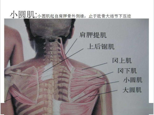 很形象的全身肌肉图解 学习解剖必备