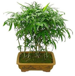 佛肚竹可以放卧室吗有没有毒,十大竹类盆栽植物