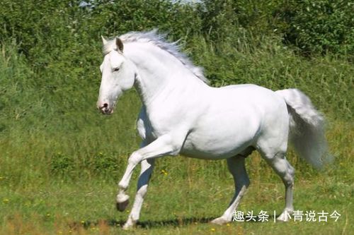 4月下旬,财神护佑,拔得头筹,鲤跃龙门,苦尽甘来的三大生肖 属狗 