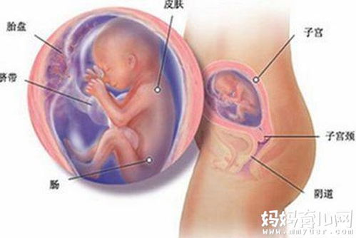 怀孕1～10月肚子变化图(怀孕五个月注意事项)