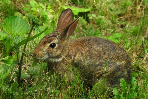 想要养兔子的朋友们快看,宠物兔和家兔的区别