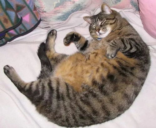 猫咪为什么会得脂肪肝 可能和你想的不一样