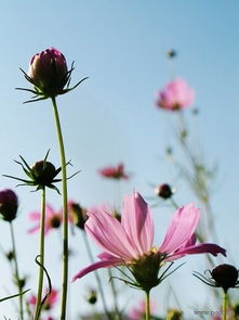花品种及花语,花卉世界的诗意与浪漫：探索花品种与花语的奥秘