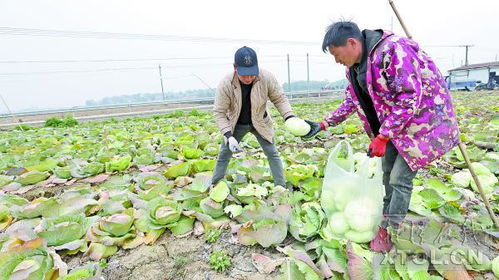 种菜忙 收成好