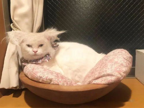 铲屎官用猫咪掉落的毛给猫咪做了个新发型