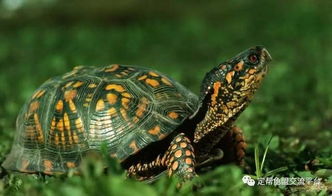 乌龟能活几年 不同的乌龟寿命也是不相同的