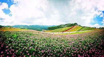 十里蓝山花海(十里蓝山门票多少) 