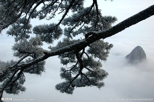 关于雪压松树的诗句