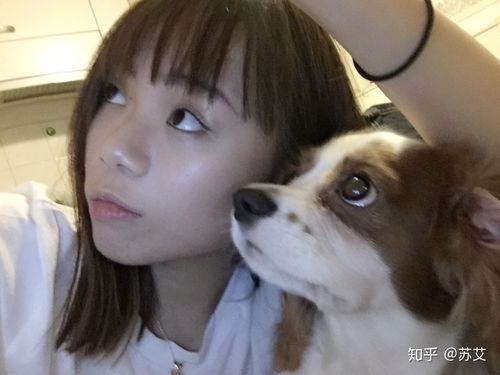 养骑士查理王小猎犬是什么体验 