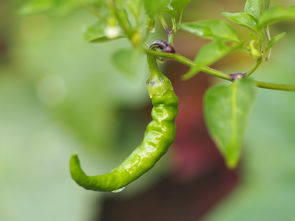 豆角有机蔬菜种植时间多久（豆角可以有机无土栽培吗）