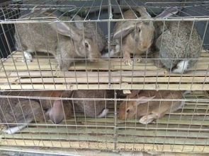 杂交野兔养殖基地介绍哪家便宜多少钱一只 优质商品 